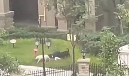 崇州邻居爆料事件视频,邻里纠纷引关注